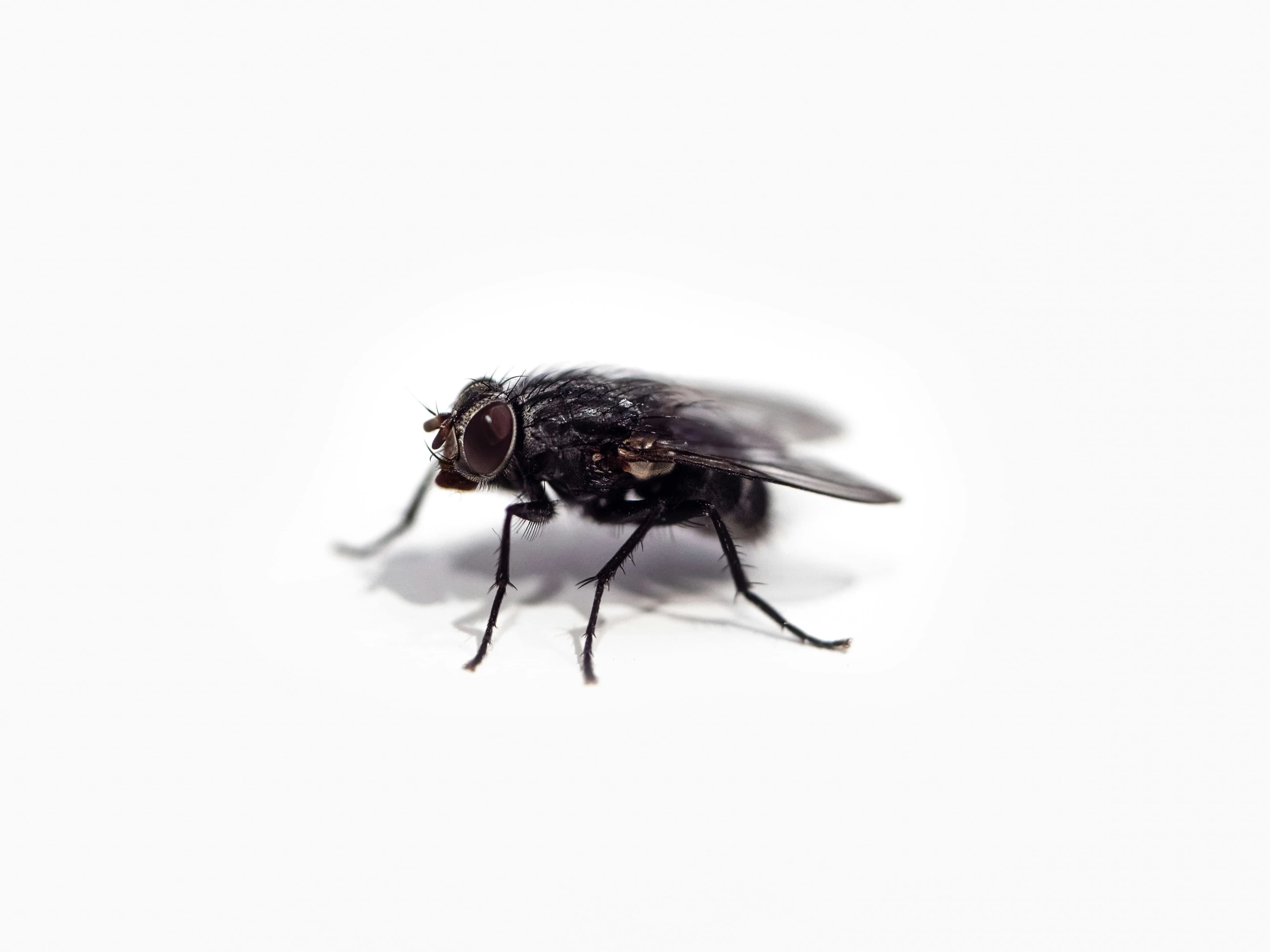 Muchy